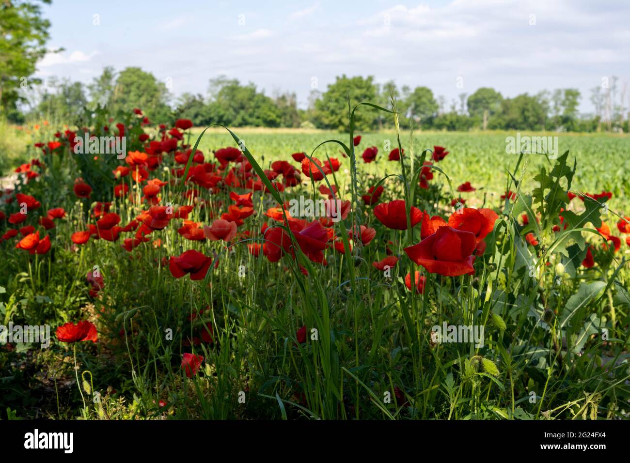 Italy rural nature outdoor, grass and flowers poppies Stock Photo - Alamy