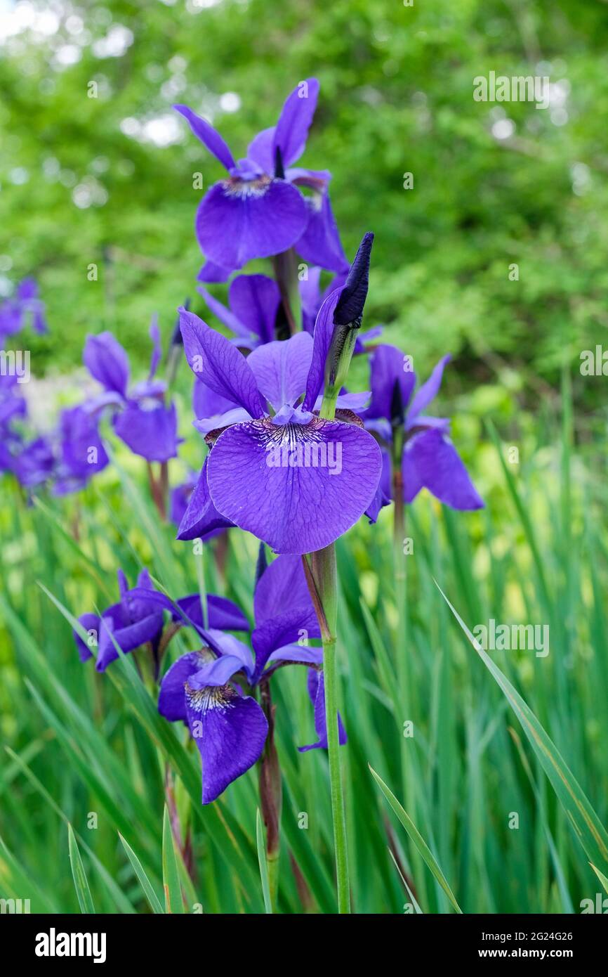 Iris sibirica 'Caesar's Brother'. Siberian Iris 'Caesar's Brother'. Close-up of flowers Stock Photo