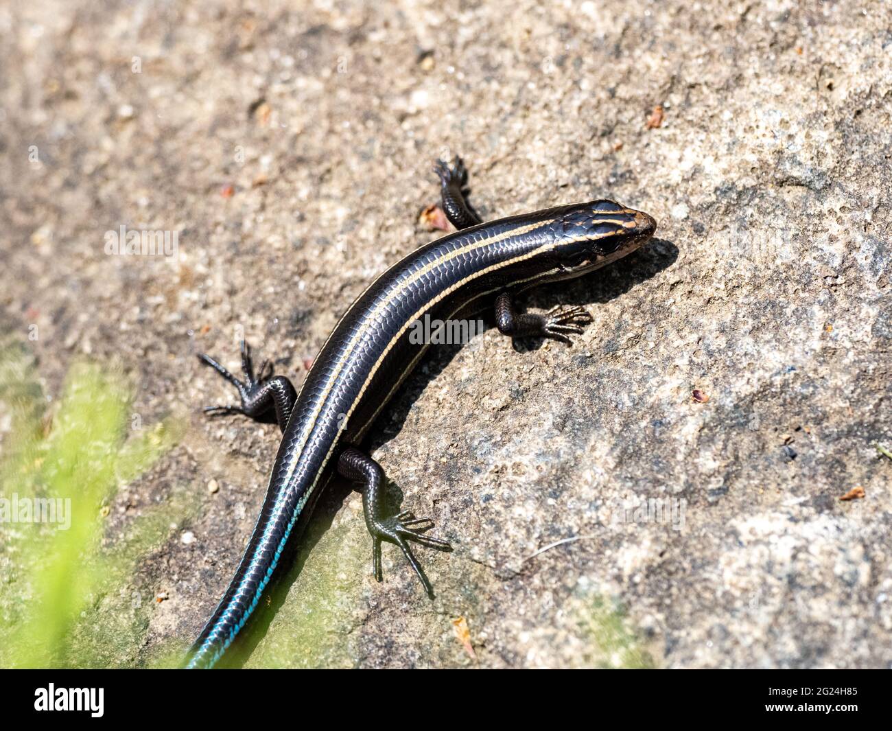Closeup shot of a Japanese Five-lined Skink on a rock Stock Photo