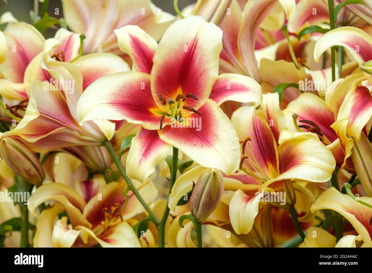 Lilium 'Flavia' Oriental Trumpet Lily, Flavia Orienpet Hybrid Lily Stock Photo