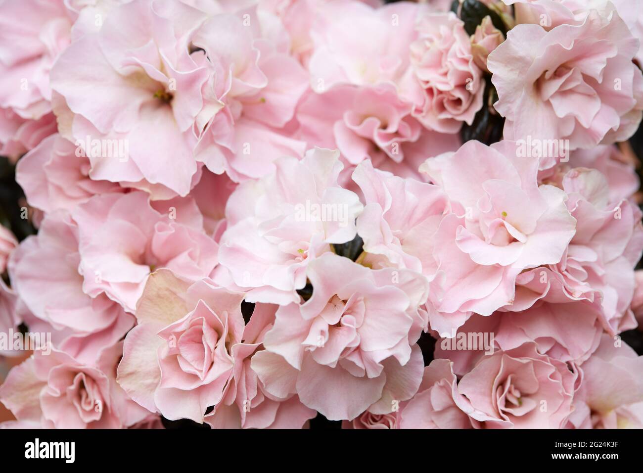 Pink azalea flowers texture background Stock Photo