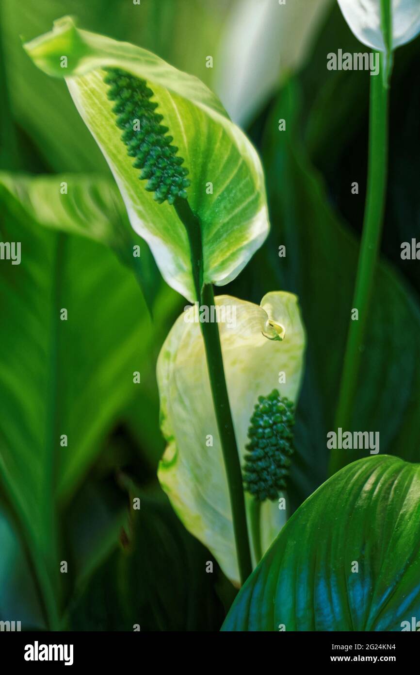 Spathiphyllum picasso, spathiphyllum picasso, perennial, evergreen