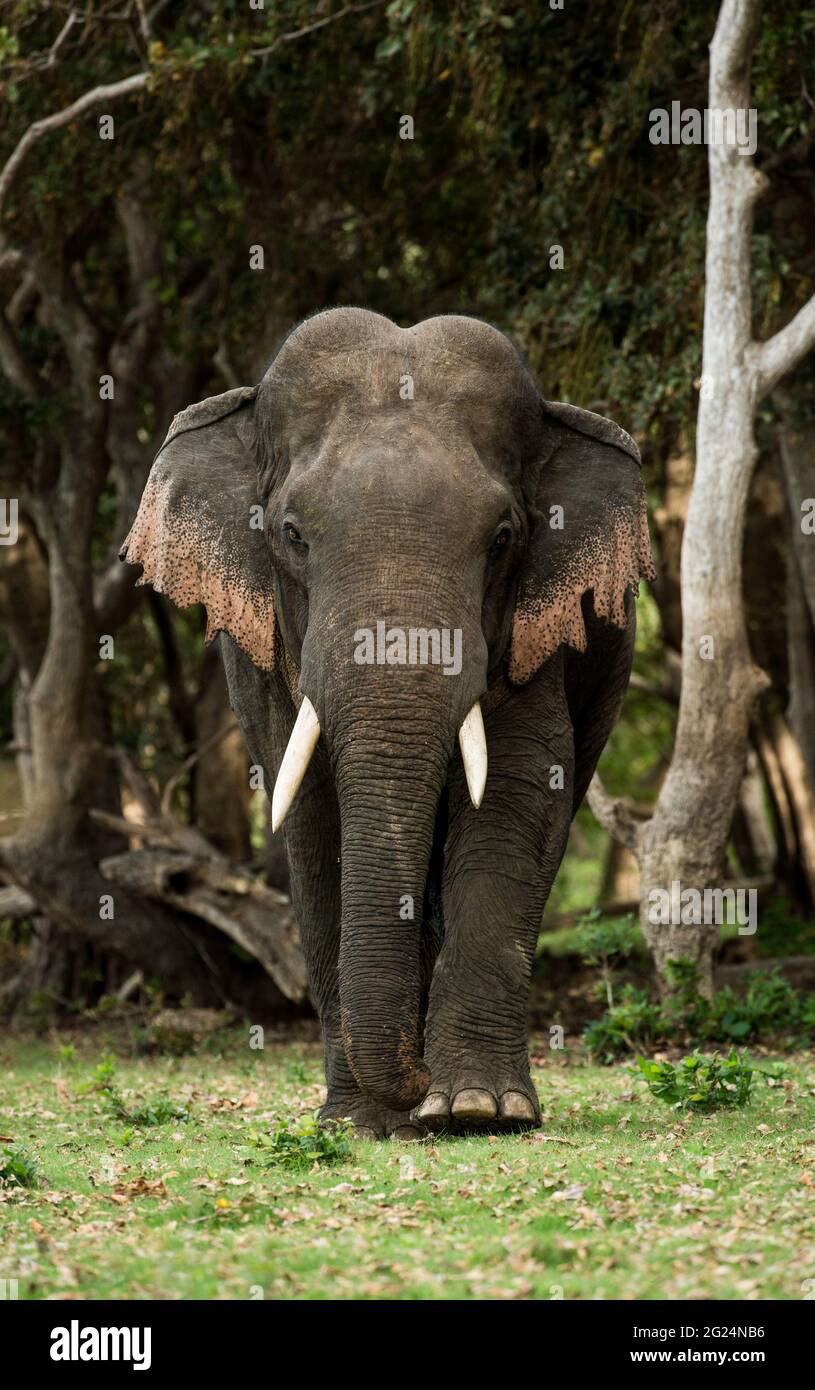 Asian Elephant, Sri Lanka Stock Photo