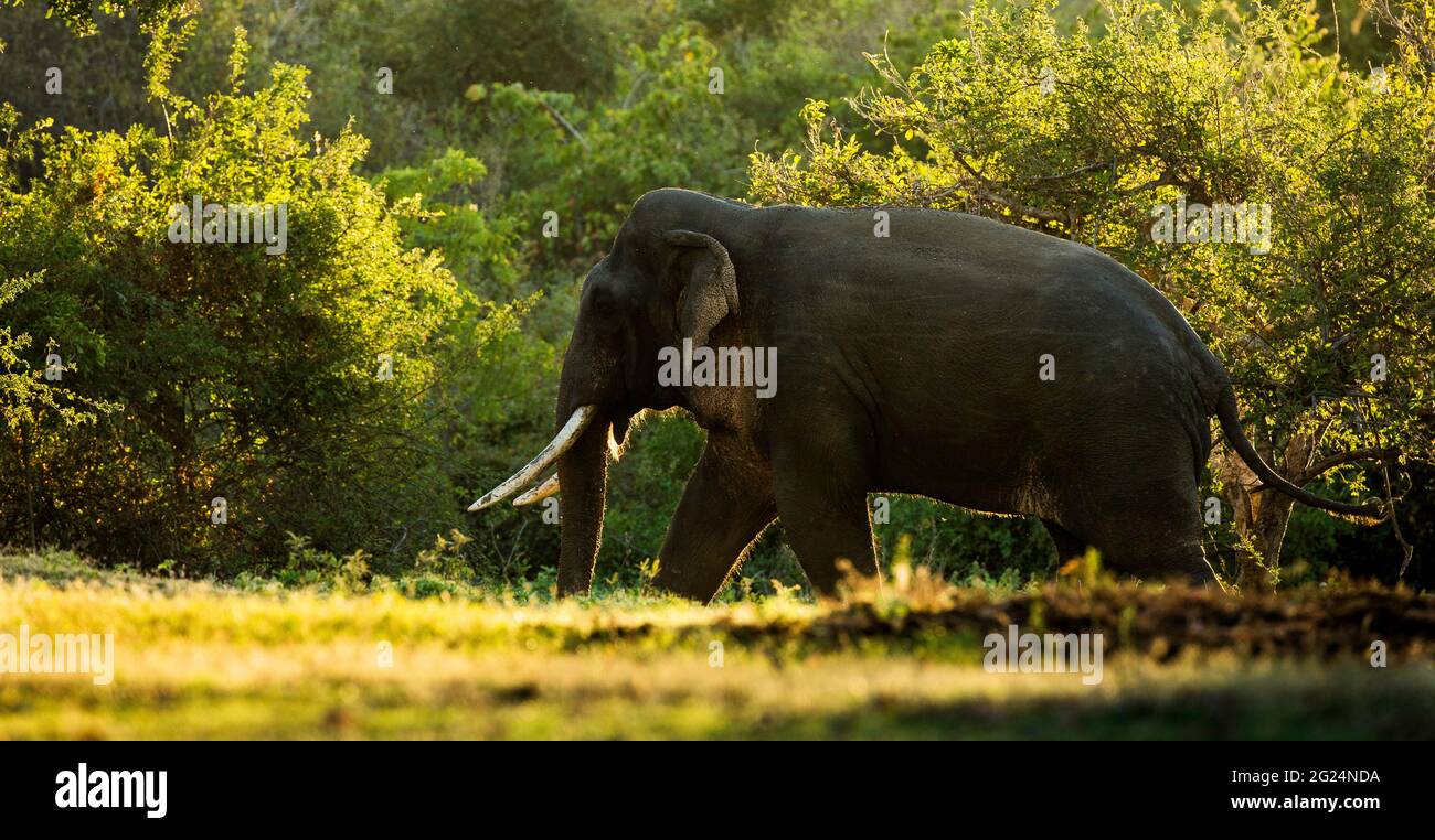 Sri Lankan Elephant, Sri Lanka , Asian Elephant Stock Photo