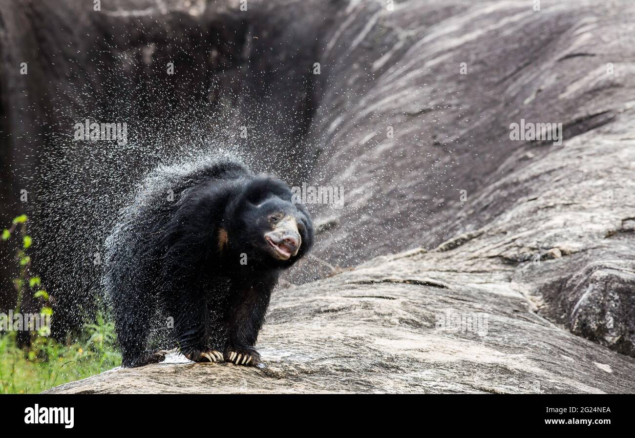 Sloth Bear, Yala National Park, Sri Lanka Stock Photo - Alamy