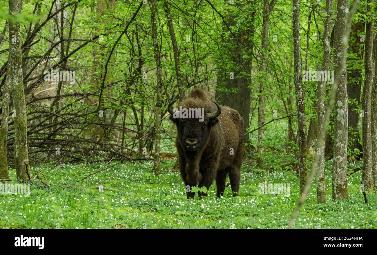 European Bison, Poland . Known as the Wisent and Zubr in native Poland, they were almost extinct a century ago. Stock Photo