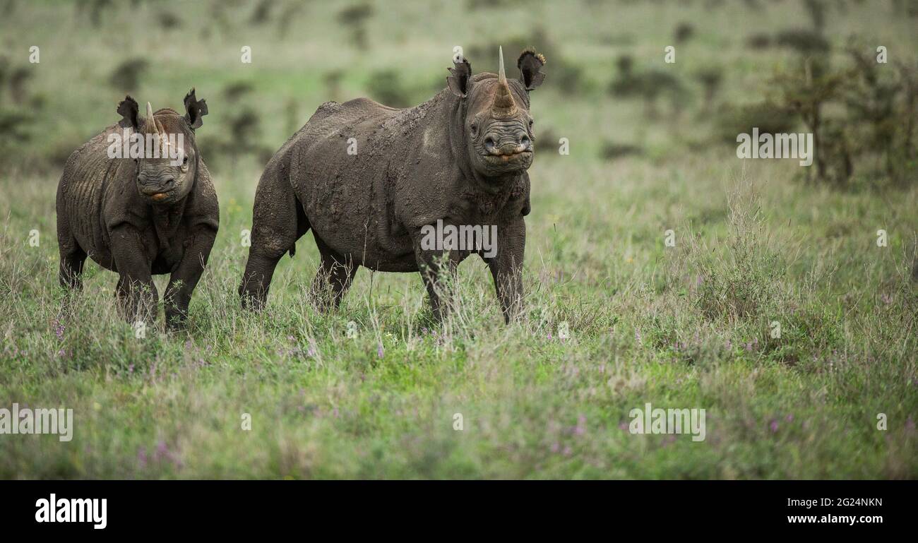 Black Rhino , Nairobi, Kenya Stock Photo