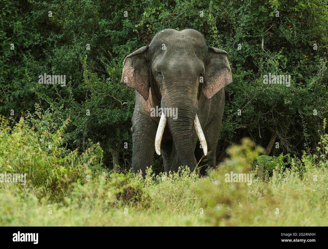 Asian Elephant, Sri Lanka. Only the males of the asian elephant have tusks. Majestic in nature these bulls dominate the Sri Lankan elephants. Stock Photo