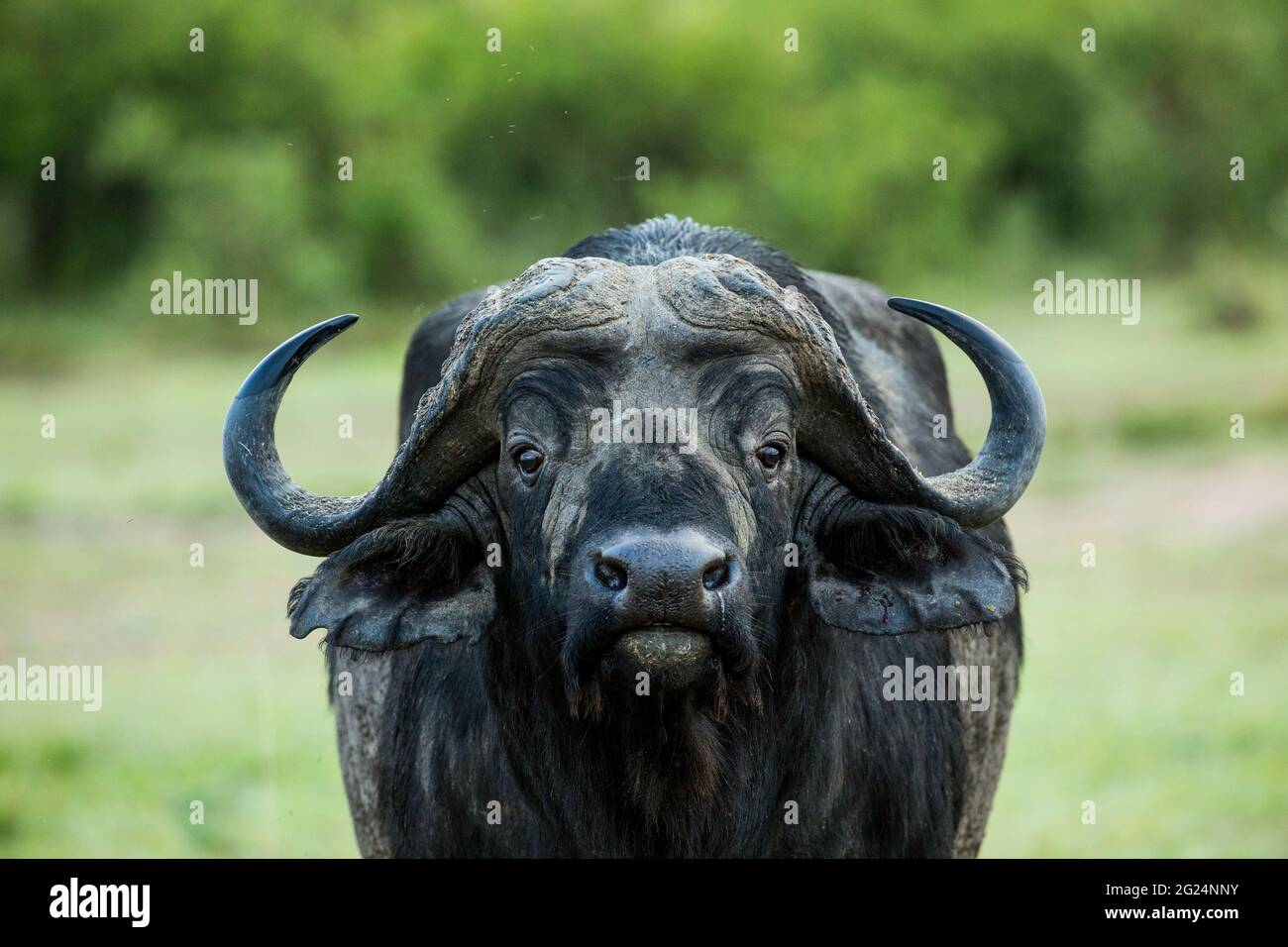 African Cape Buffalo, Maasai Mara, Kenya Stock Photo