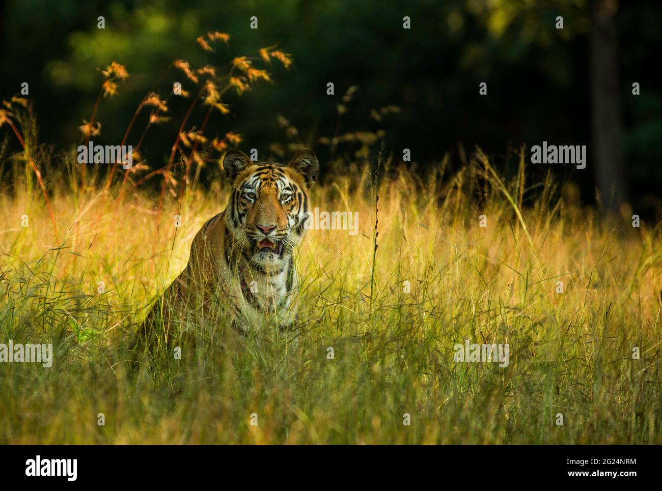 Tiger, India Stock Photo