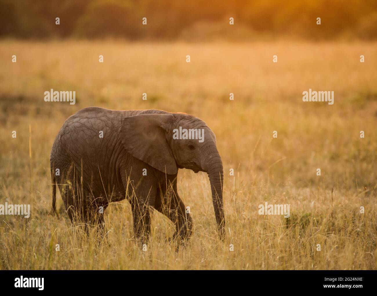 Baby Elephant, Maasai Mara, Kenya Stock Photo