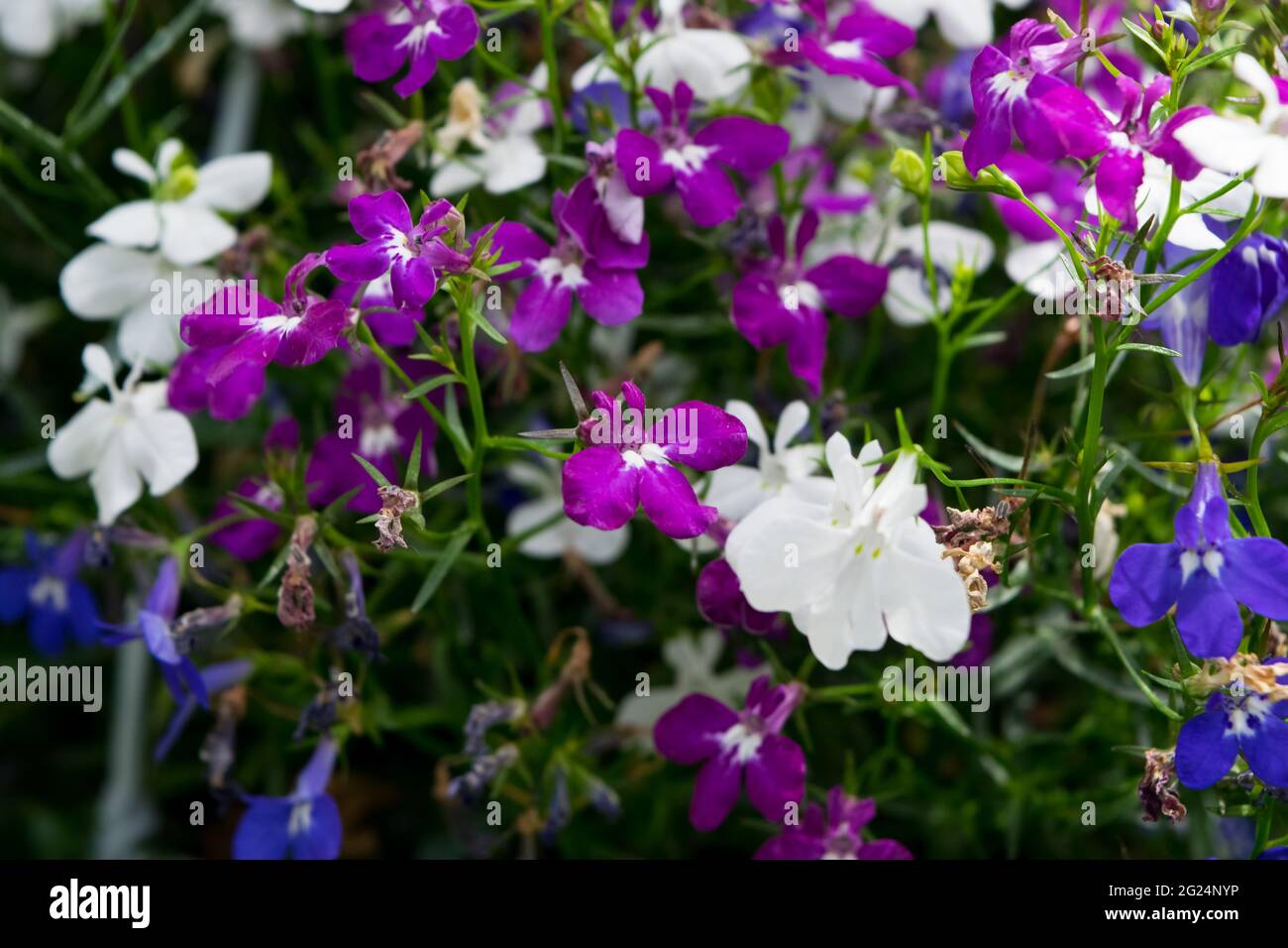 A close up of a multicolored edging lobelia plant, with its distinctive petals. Stock Photo