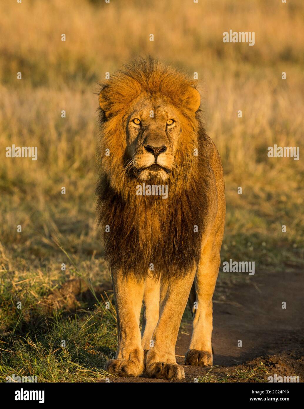 Lion, Maasai Mara, Kenya Stock Photo
