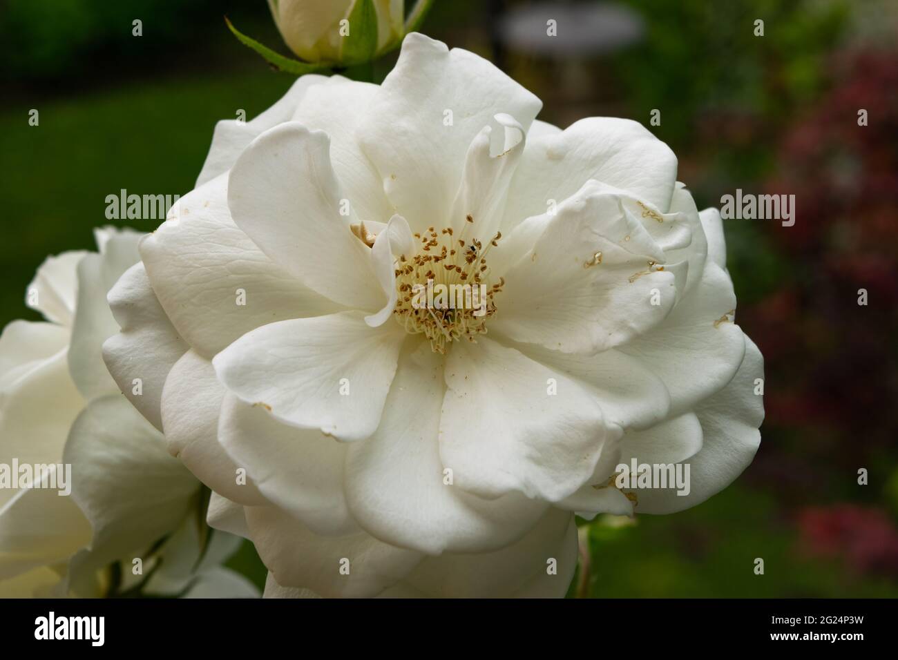 A close up of a beautiful rose flower with its characteristic petals