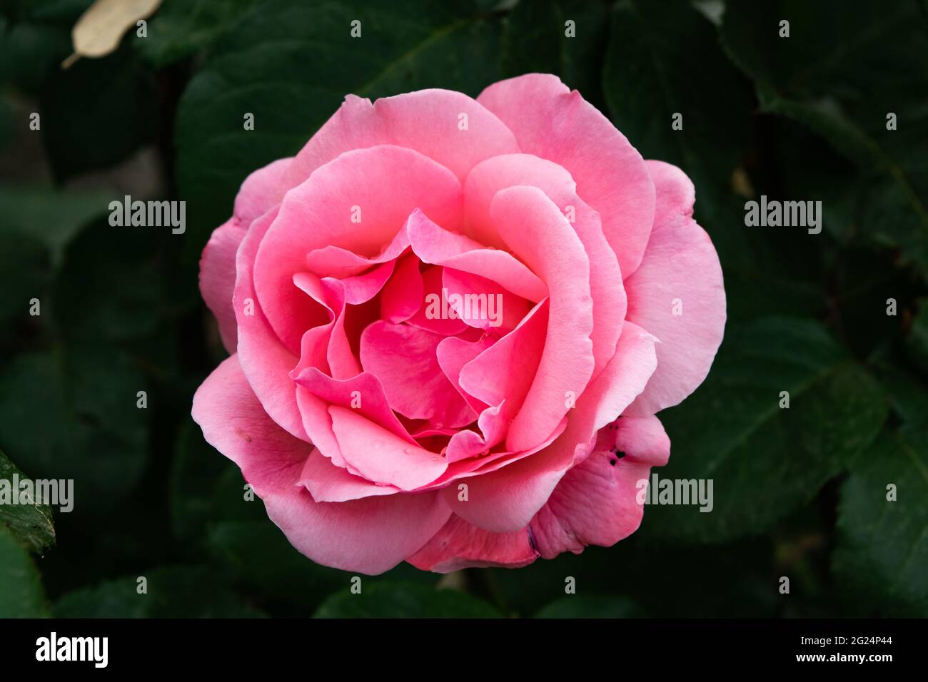 A close up of a beautiful rose flower with its characteristic petals