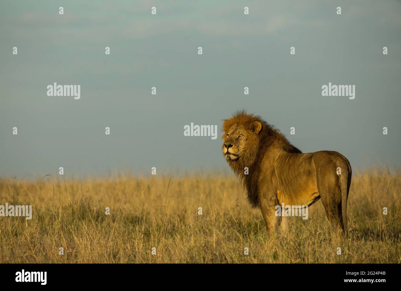 Lion, Maasai Mara, Kenya Stock Photo