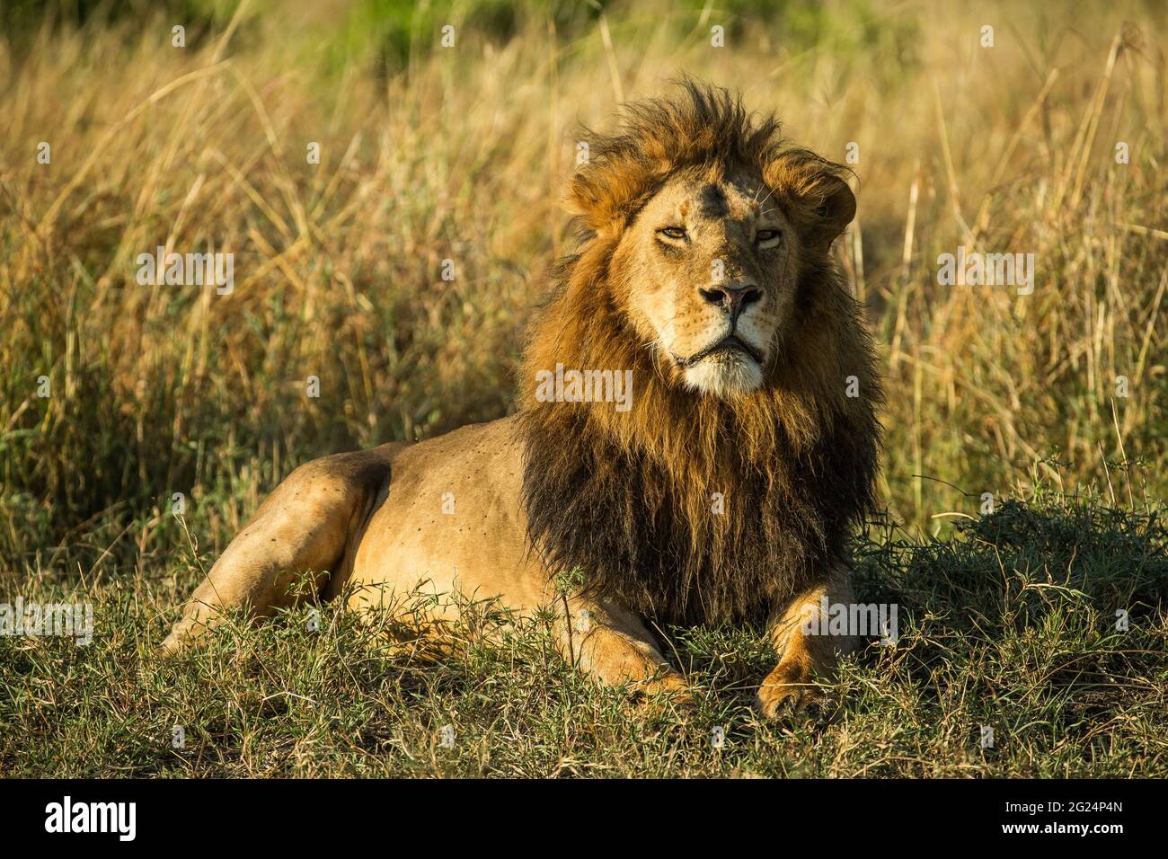 Lion cubs maasai mara hi-res stock photography and images - Alamy