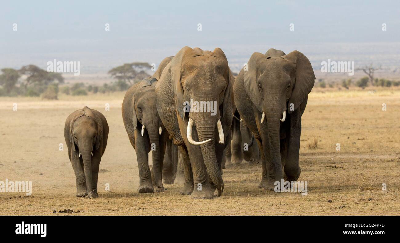 Elephant Family, Amboseli, Kenya Stock Photo