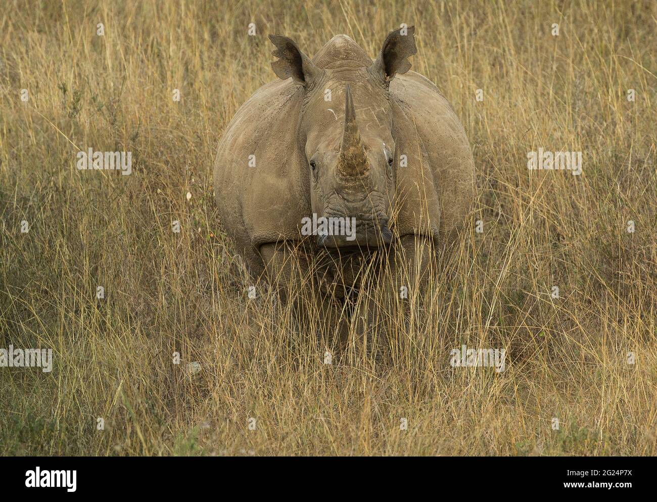 White Rhino, Nairobi , Kenya Stock Photo