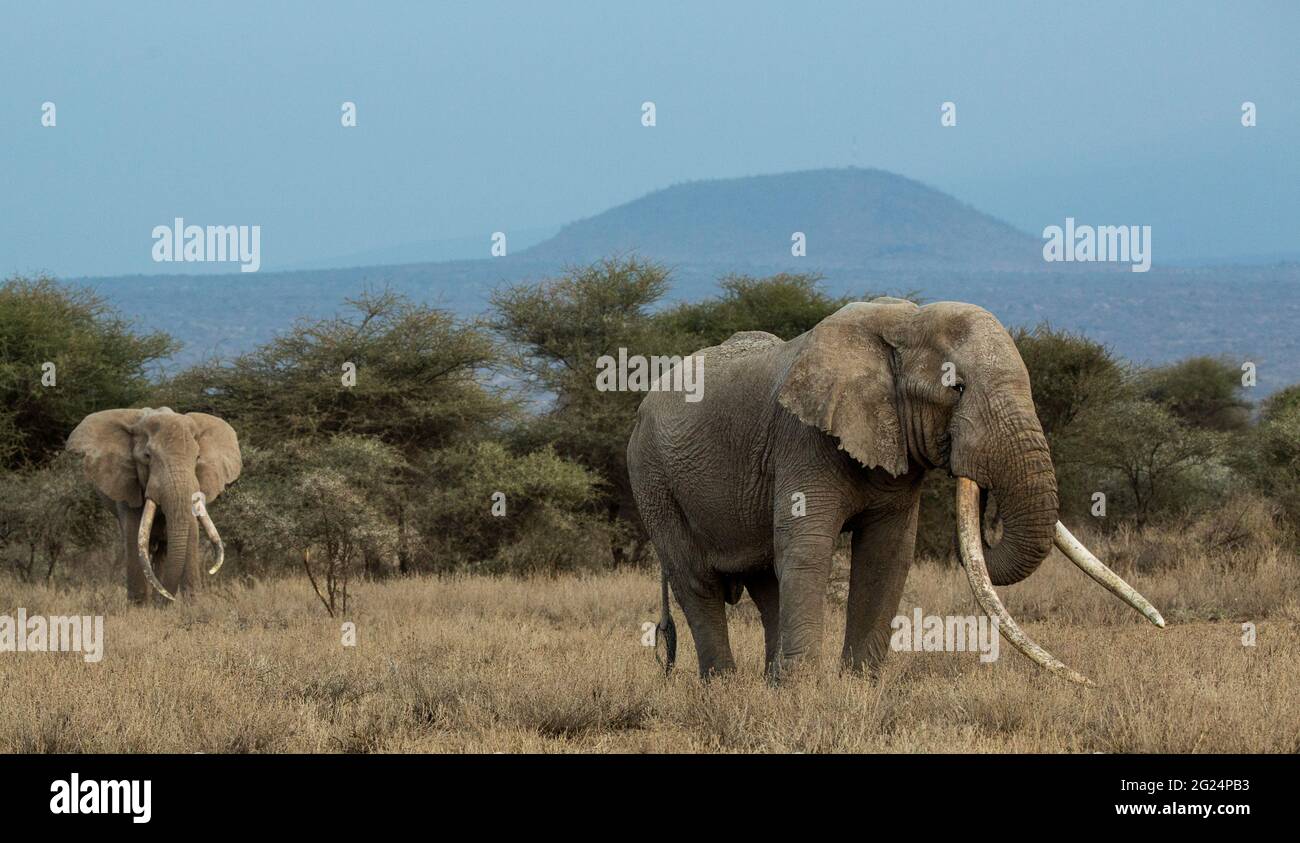 Big Tusker Elephants, Amboseli, Kenya Stock Photo