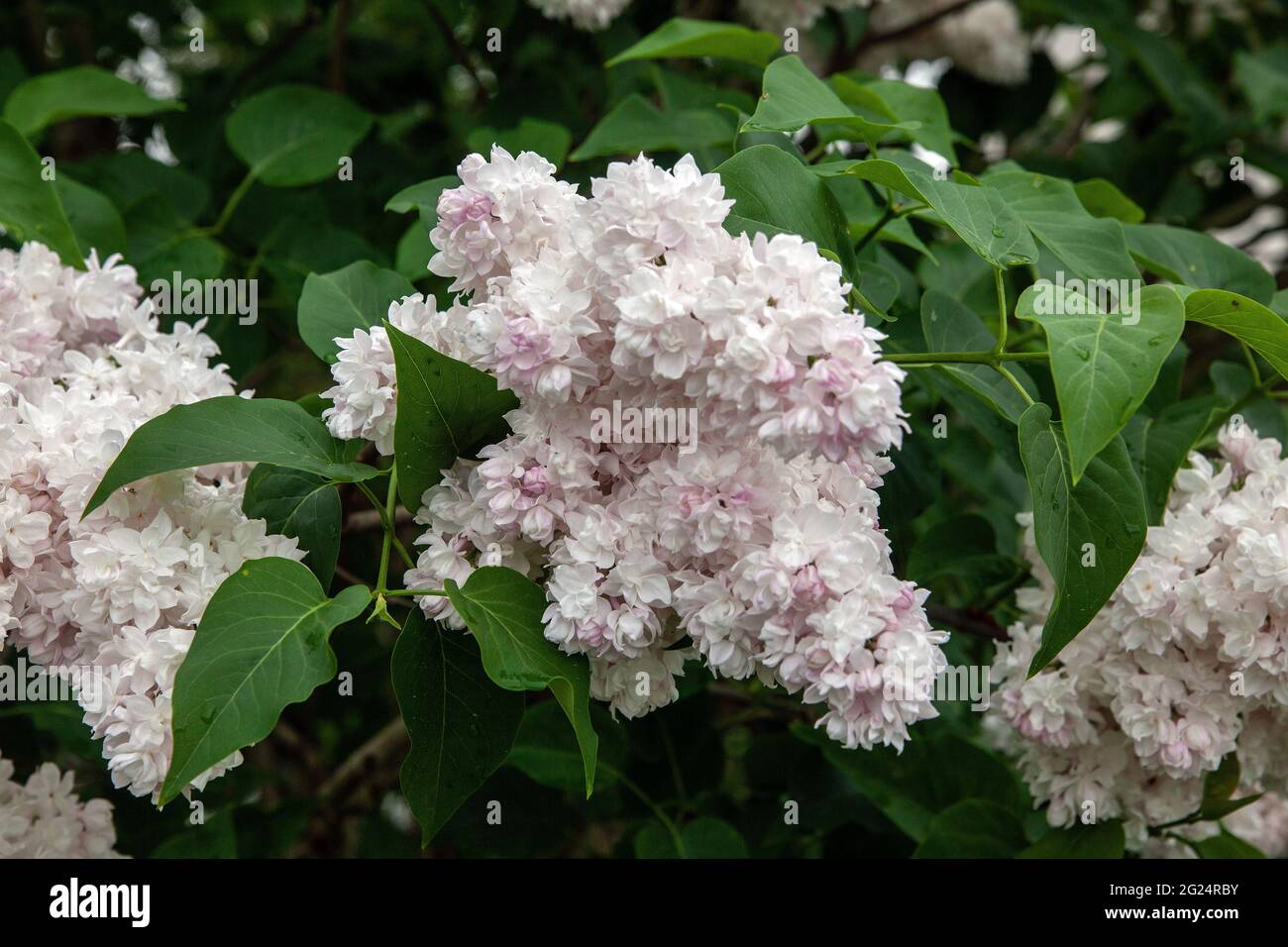 White lilac ( syringa ) bush blooming Stock Photo