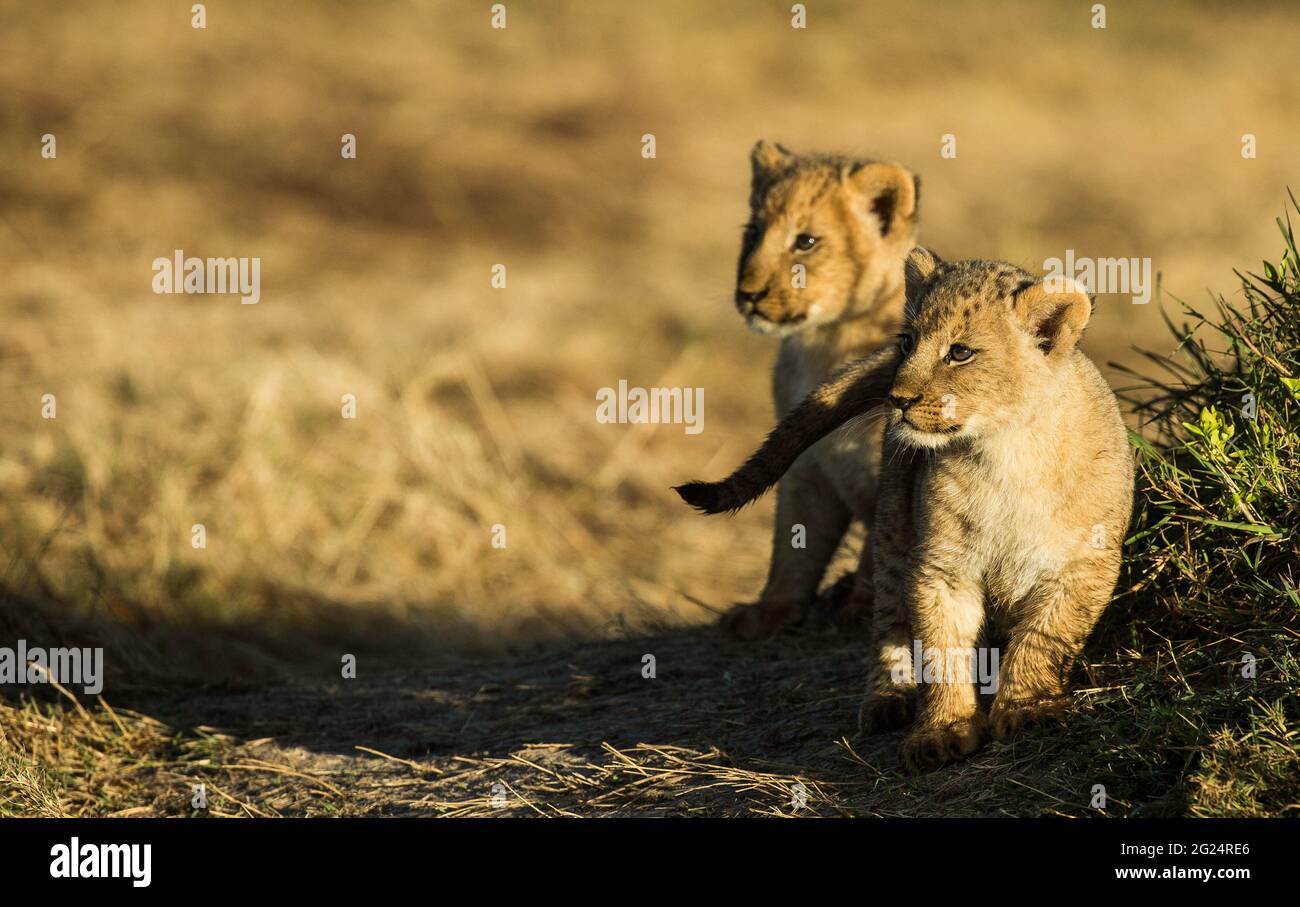 Lion Cubs, Maasai Mara, Kenya Stock Photo