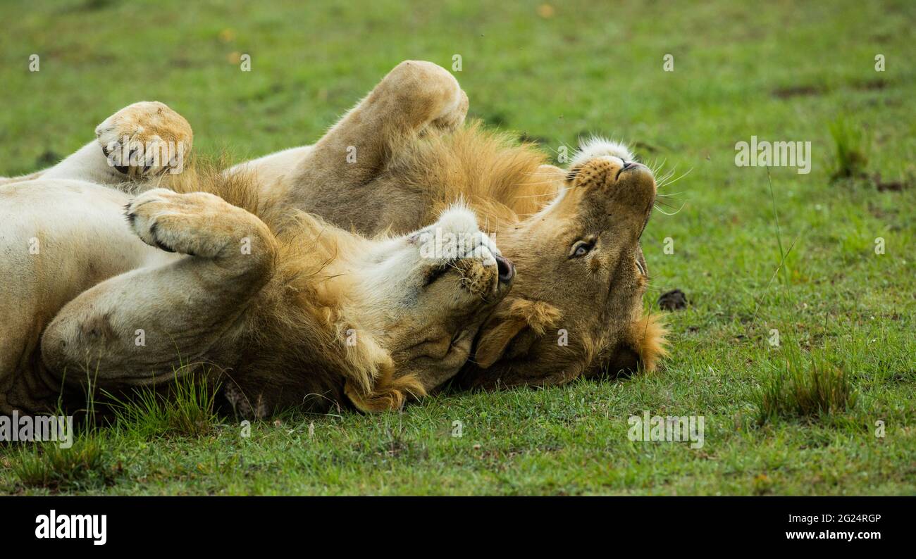 Lions, Maasai Mara, Kenya Stock Photo