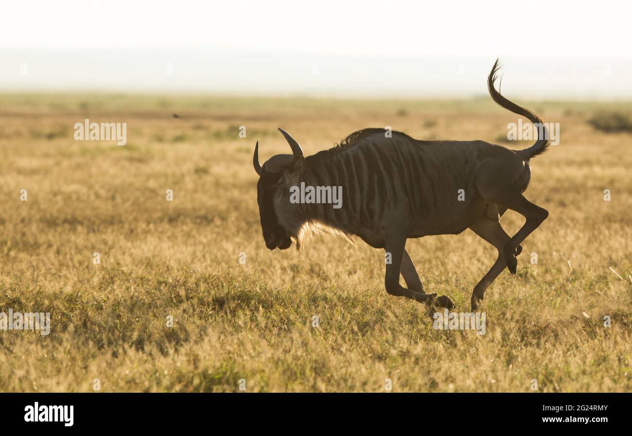 Wildebeest , Amboseli, Kenya Stock Photo