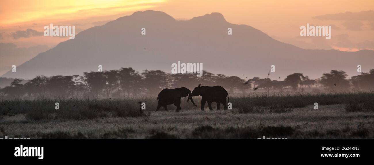 Elephants , Amboseli, Kenya Stock Photo
