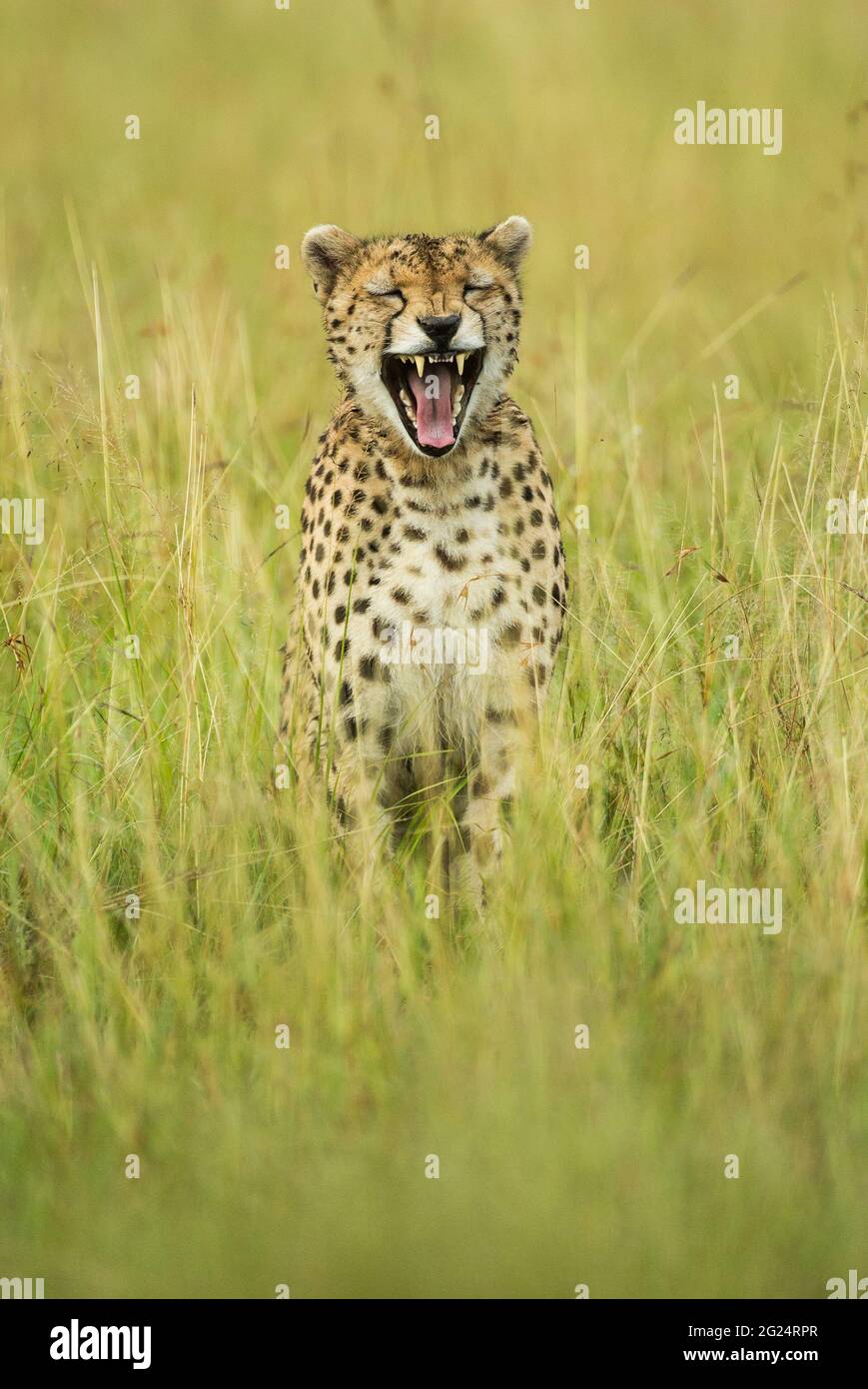 Cheetah, Maasai Mara, Kenya. The Fastest animal in the world, found in the savannahs of Africa. Stock Photo