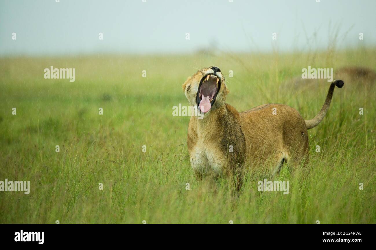 Lioness in the Maasai Mara, Kenya.  Being the apex predator in the African savannah, lions roam in groups named prides across the Mara eco system. Stock Photo