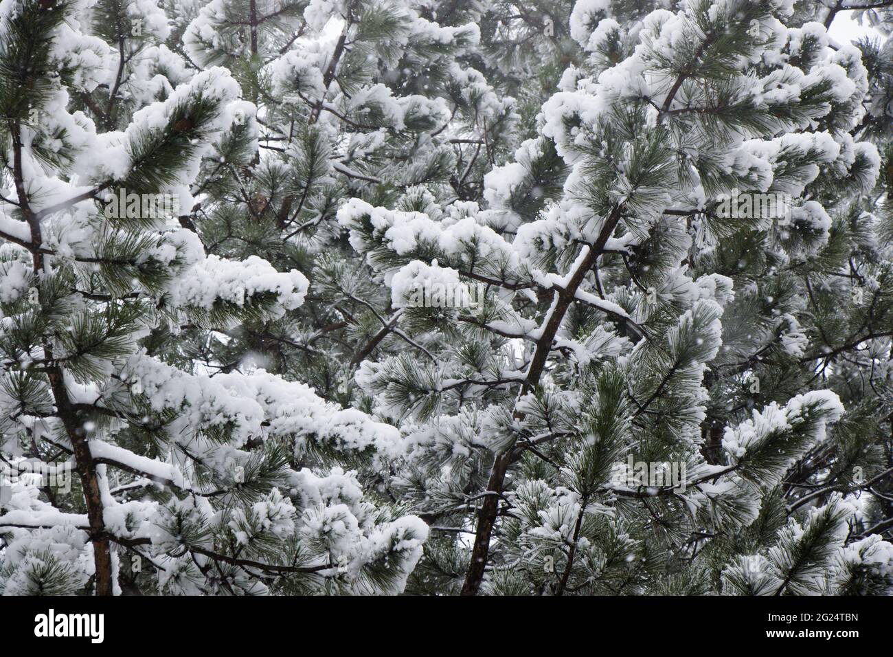 Close up branch snowy pine hi-res stock photography and images - Alamy