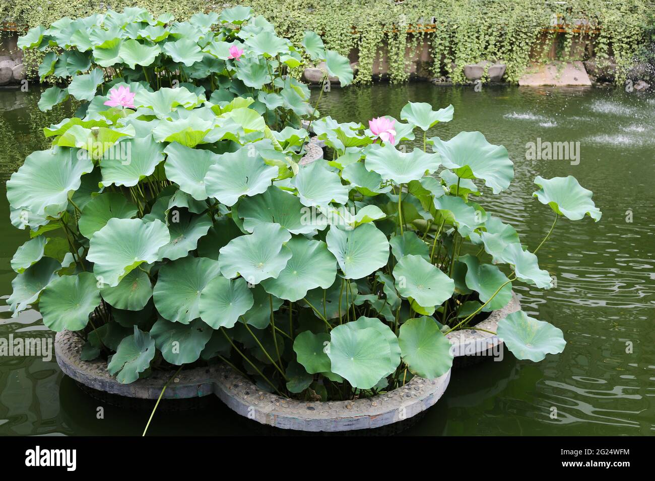Asian water lillies hires stock photography and images Alamy
