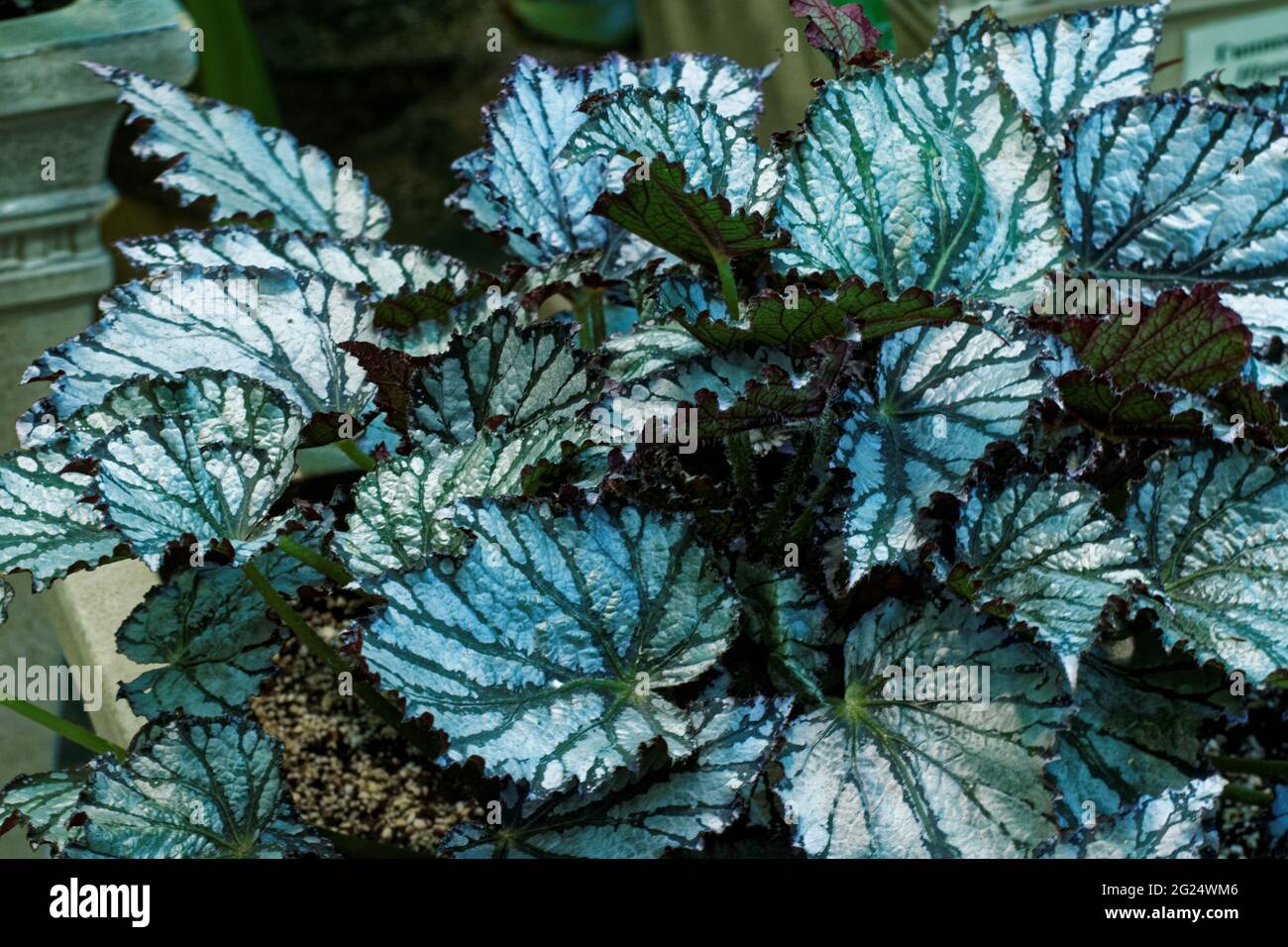 Begonia rex images hi-res stock photography and images - Alamy