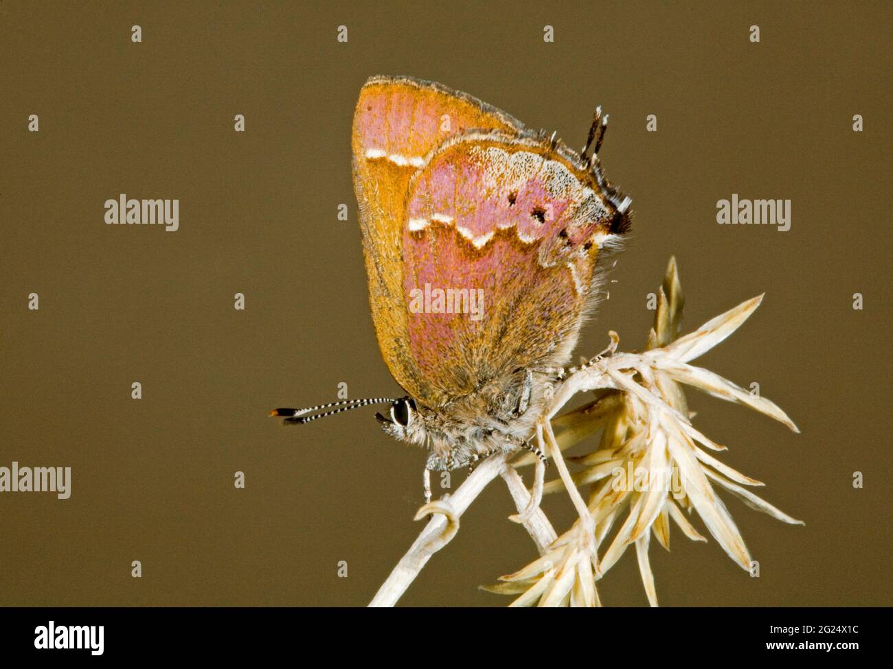 Portrait of a cedar hairstreak butterfly, photographed in the Cascade Mountains of central Oregon. Stock Photo