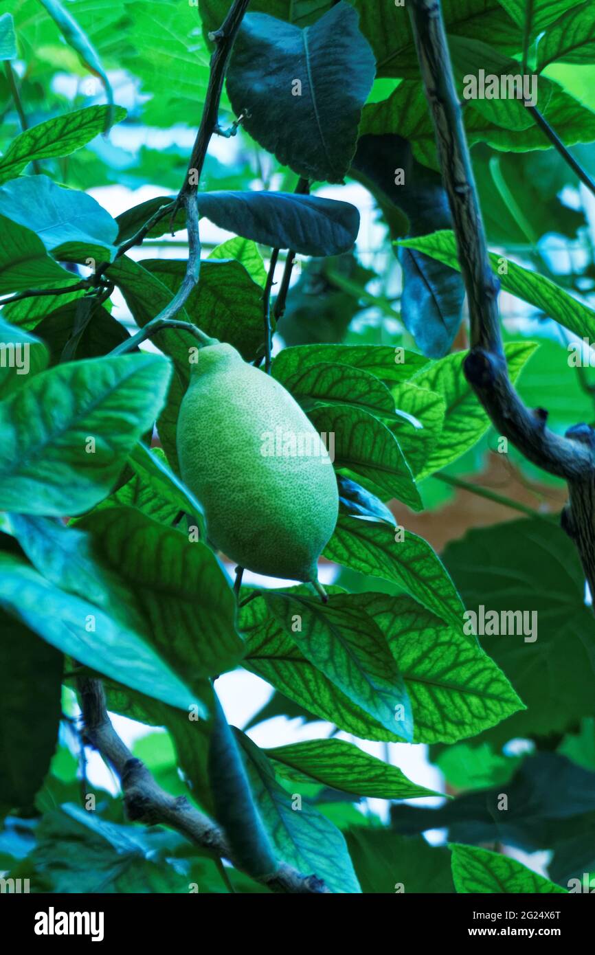Photo Lemon, plant; Stock Photo