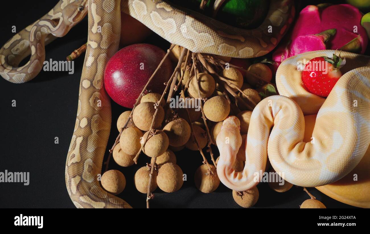 Shooting of fresh exotic fruits and ball pythons Stock Photo