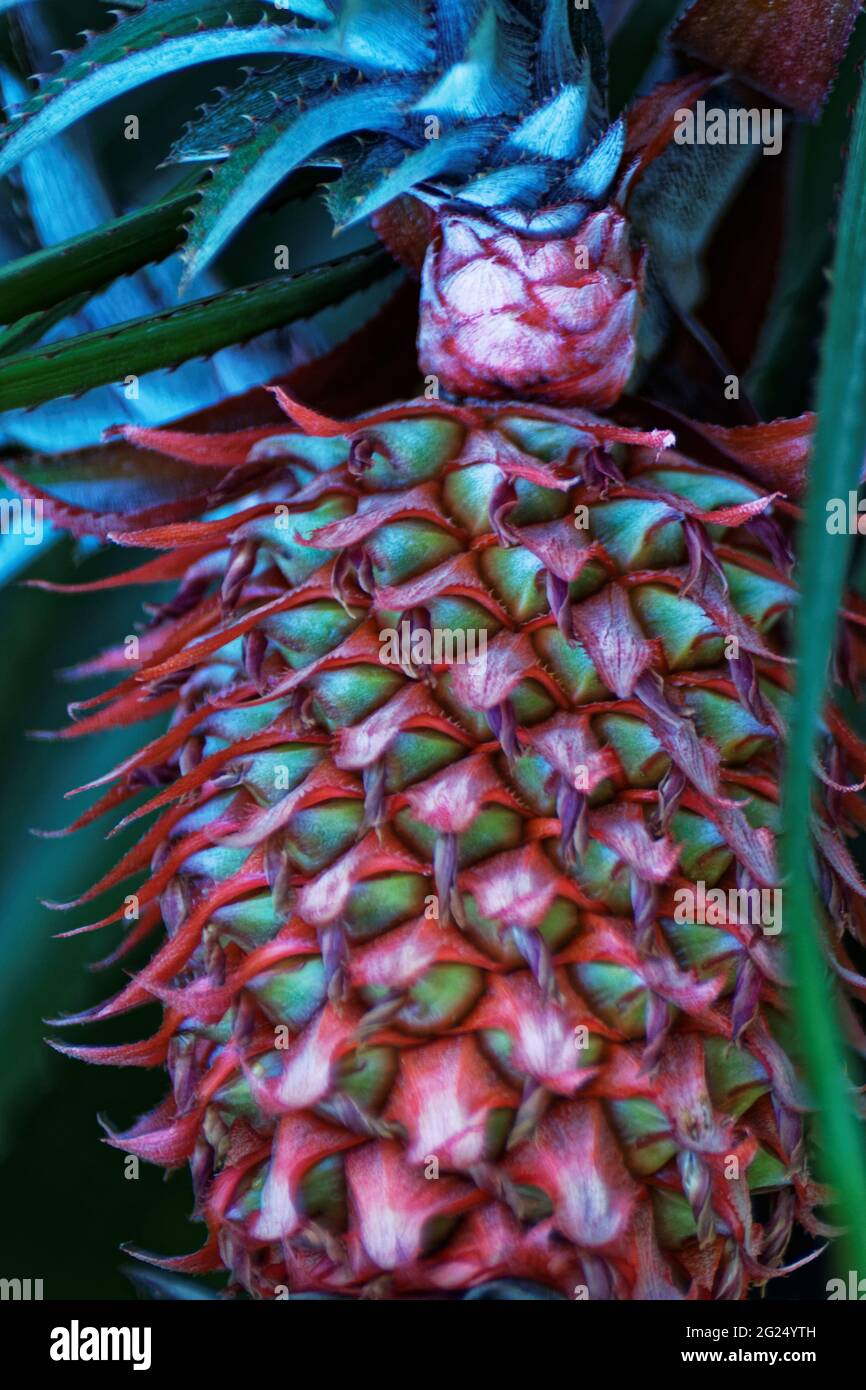 Photo fruit, pineapple Stock Photo