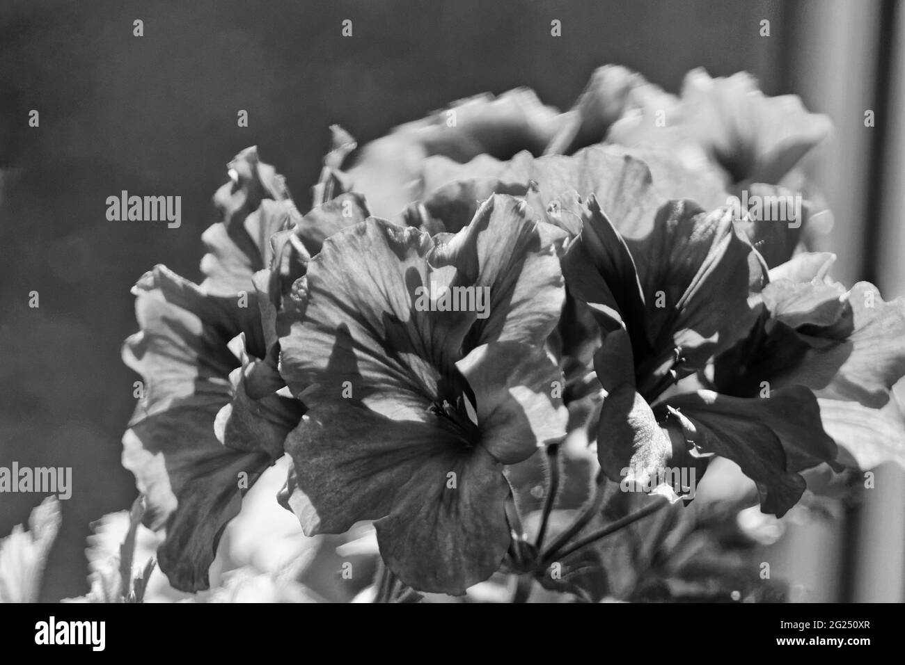 Pictures and flowers detail Black and White Stock Photos & Images - Alamy