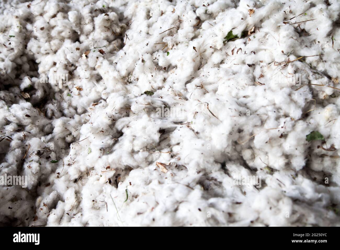 Raw cotton hires stock photography and images Alamy