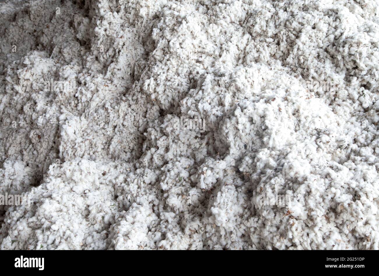 Raw cotton hires stock photography and images Alamy