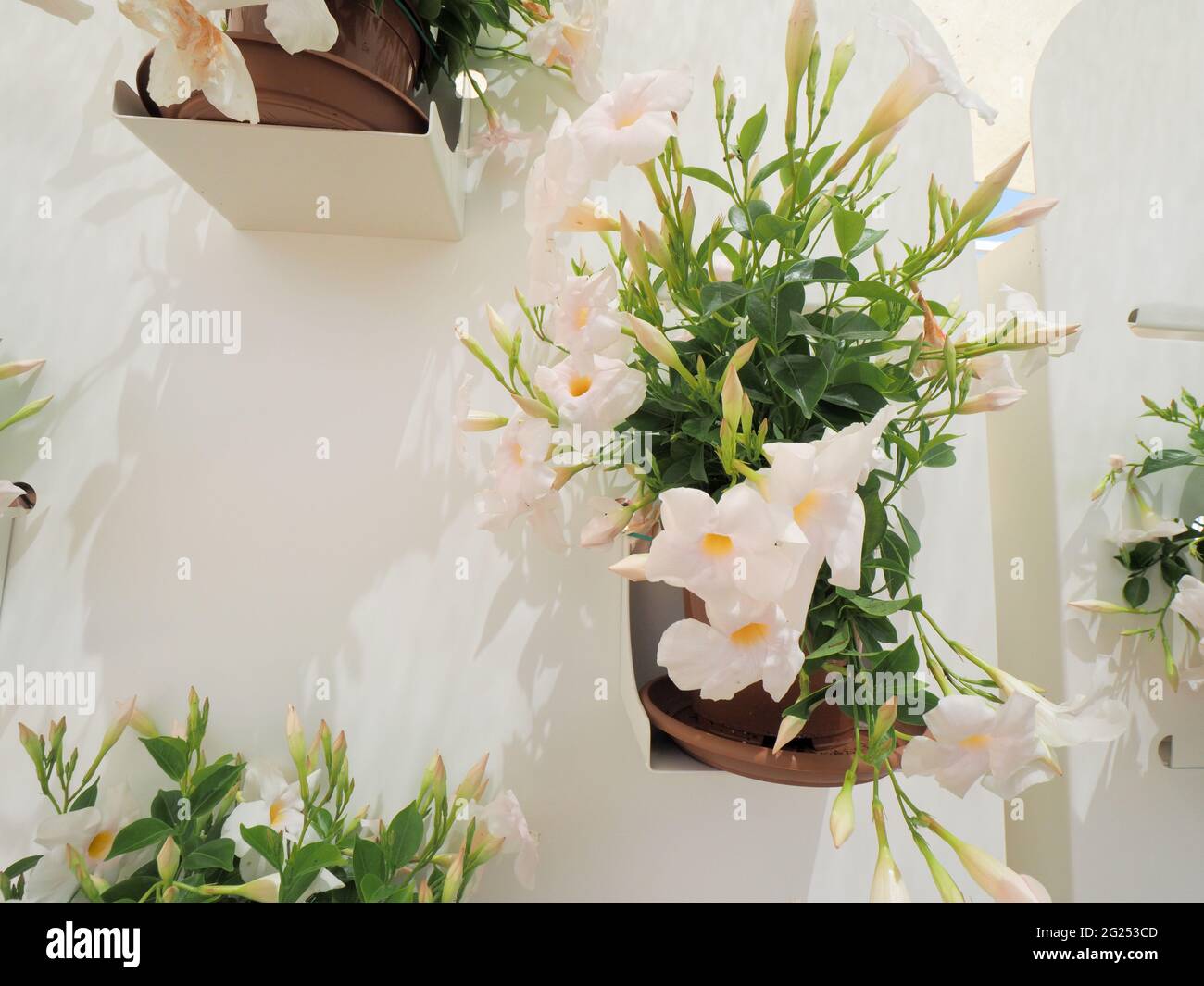 Closeup shot white decorations hi-res stock photography and images - Alamy
