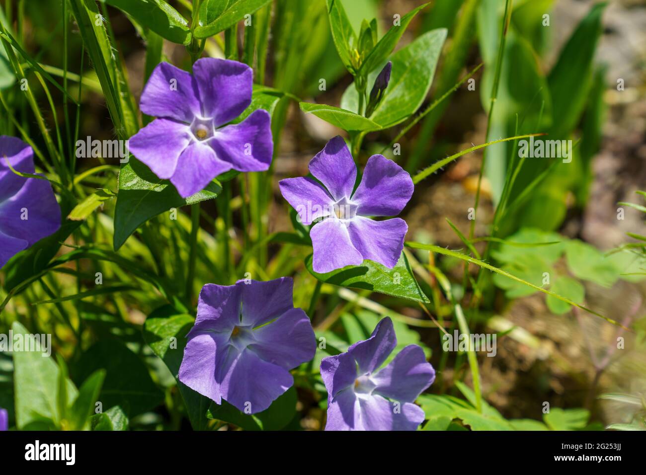 Closeup shot of blooming Periwinkle flowers Stock Photo