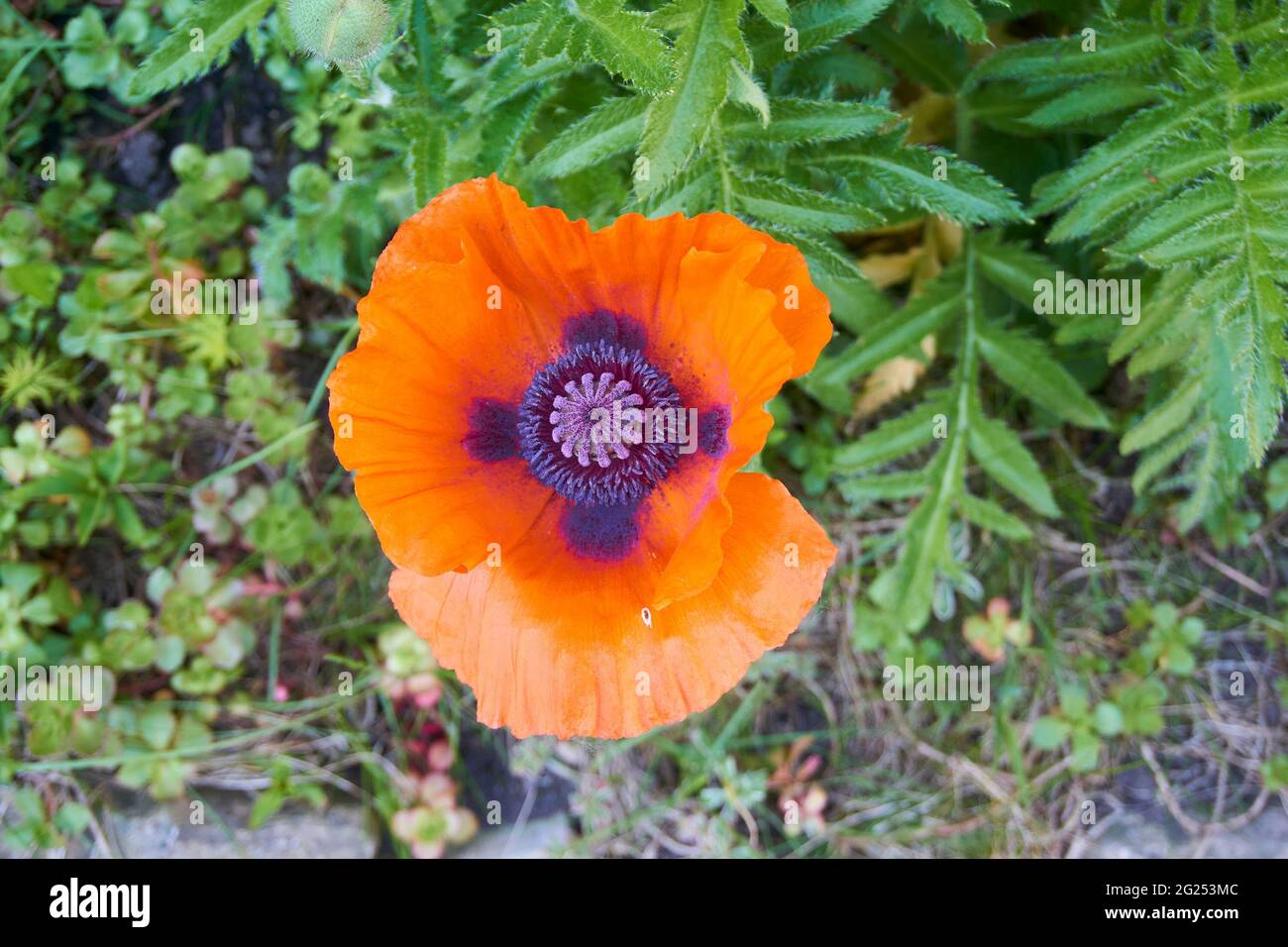 Blooming poppy flower in garden. Stock Photo