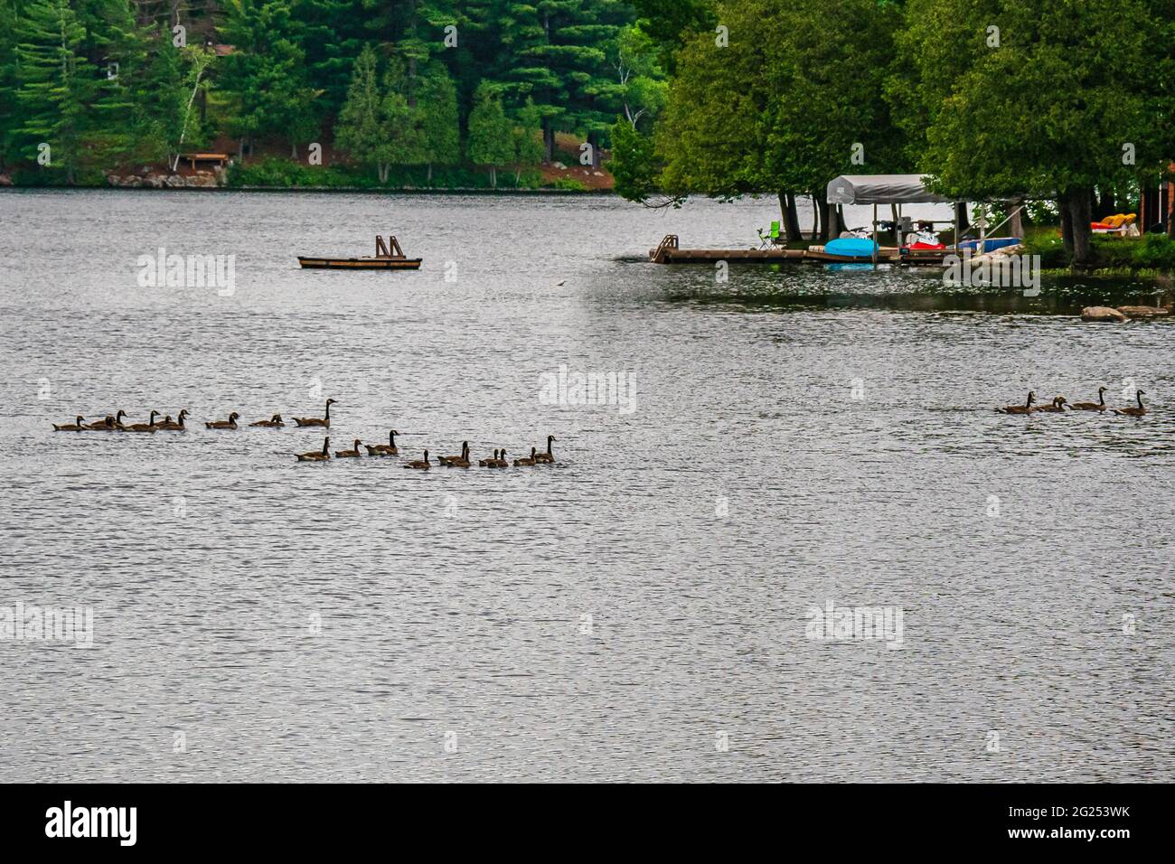 Family of Canadian Geese and goslings Stock Photo
