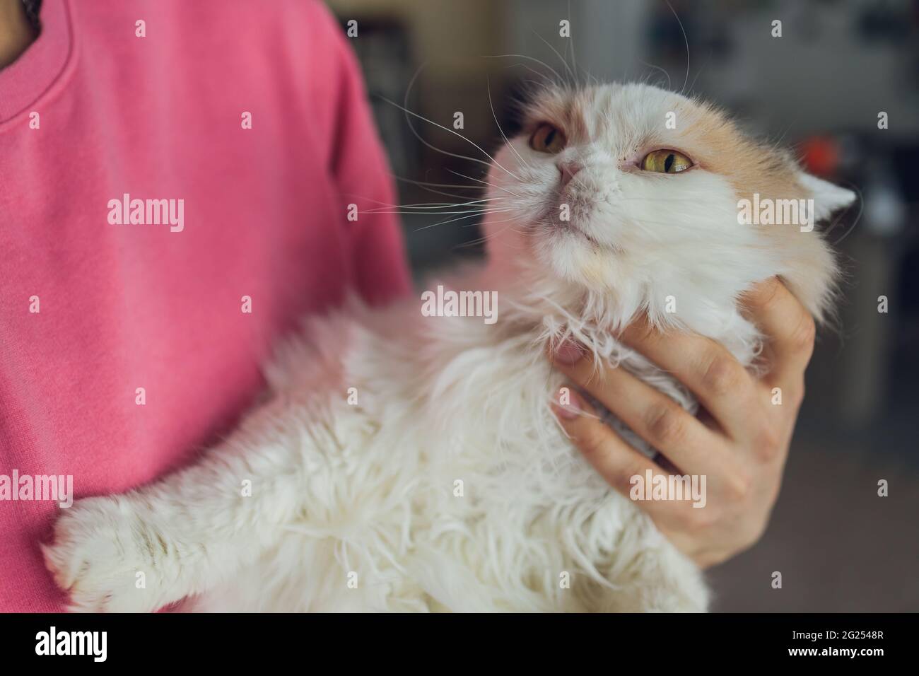 Close-up of a young beard man who is standing on a balcony with his cat. Portrait of curious Devon Rex cat with blue eyes sitting on human hands and l Stock Photo