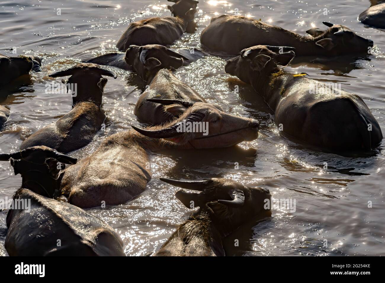 Herd of buffalo swimming in Nong Han Lake, Sakon Nakhon, Thailand Stock Photo