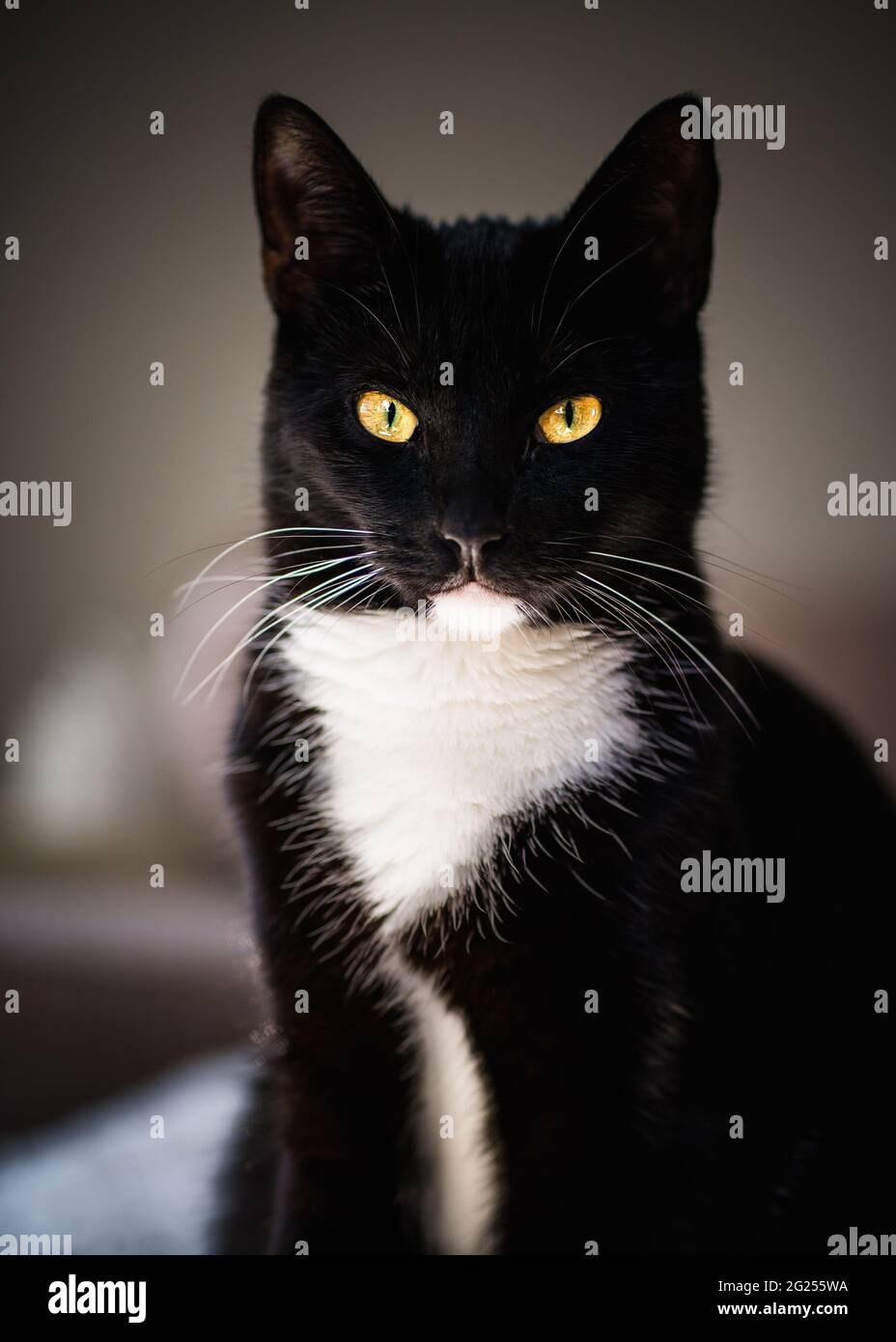 Portrait of a black and white tuxedo cat Stock Photo - Alamy