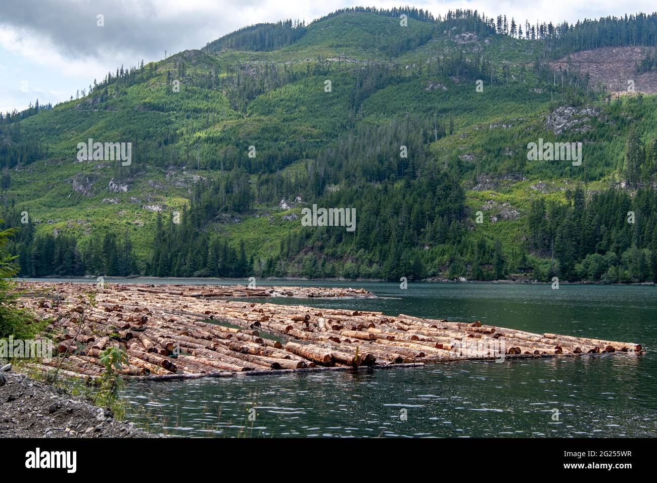 Timber logs floating in log boom in the ocean, Port Alice, Vancouver Island, British Columbia, Canada Stock Photo