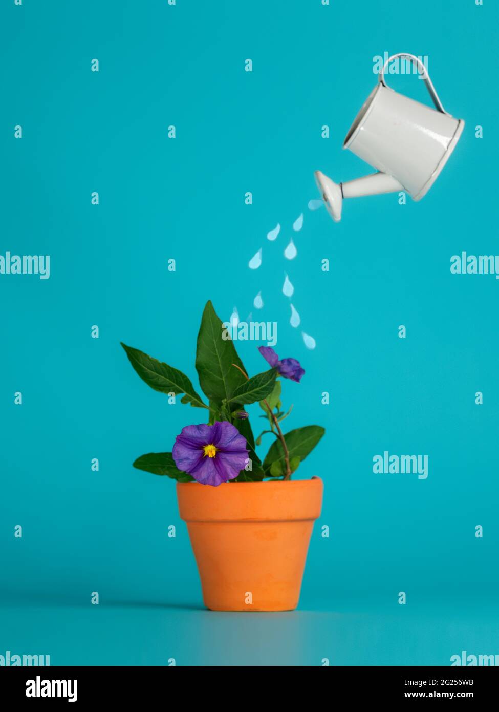 Conceptual watering can watering a flower in a plant pot Stock Photo